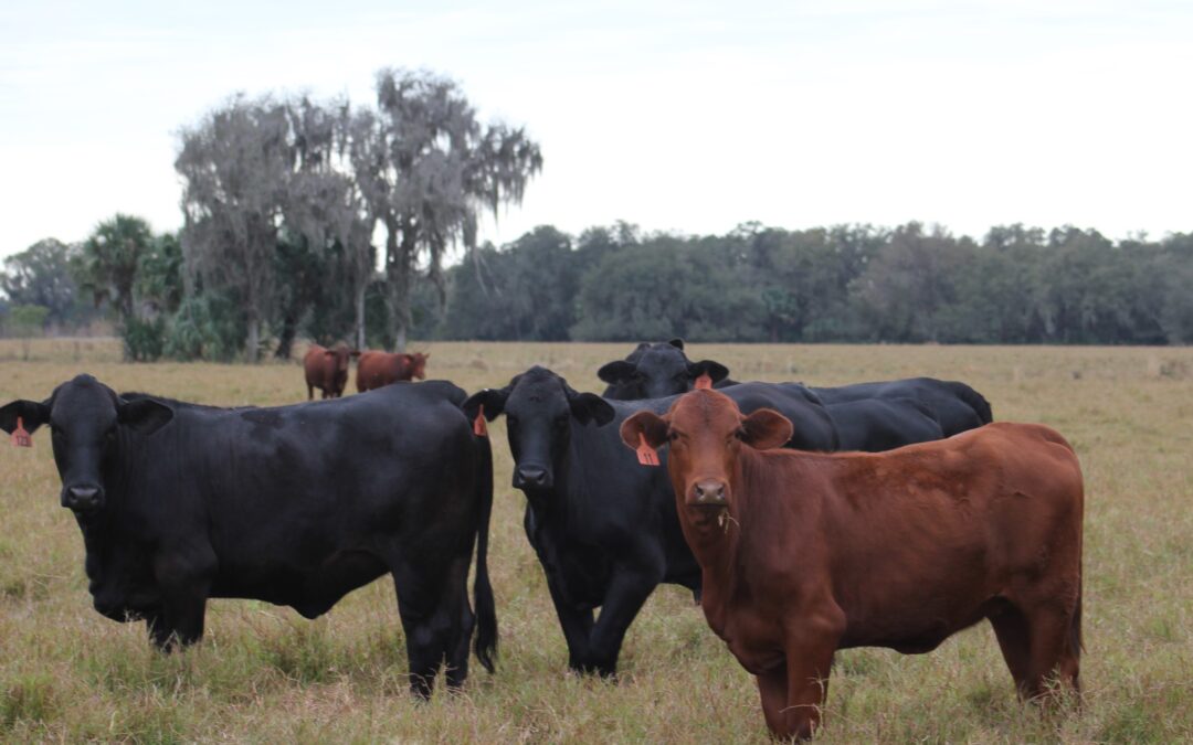 255 +/- Acre Beautiful Old Florida Ranch with Great Potential