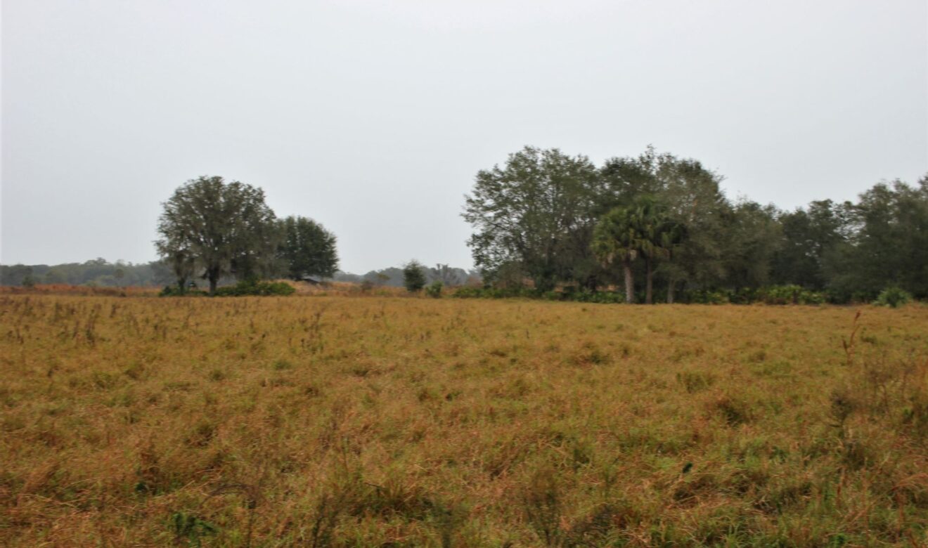 Hermathia grass pasture and Woods