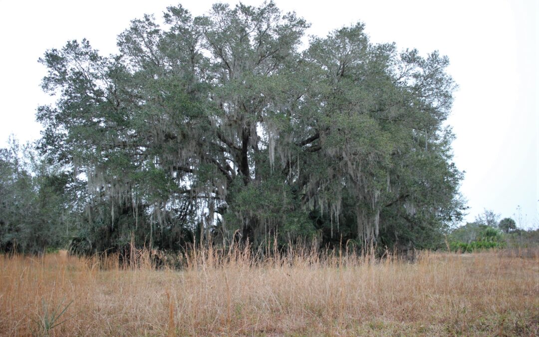 287 + / – Acre Fantastic Hunting Tract