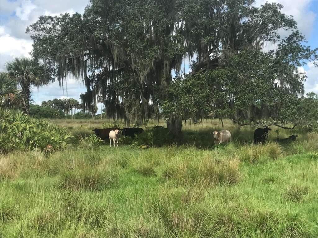 45 + Acres Basinger Ranch with Numerous Possibilities Florida Inland