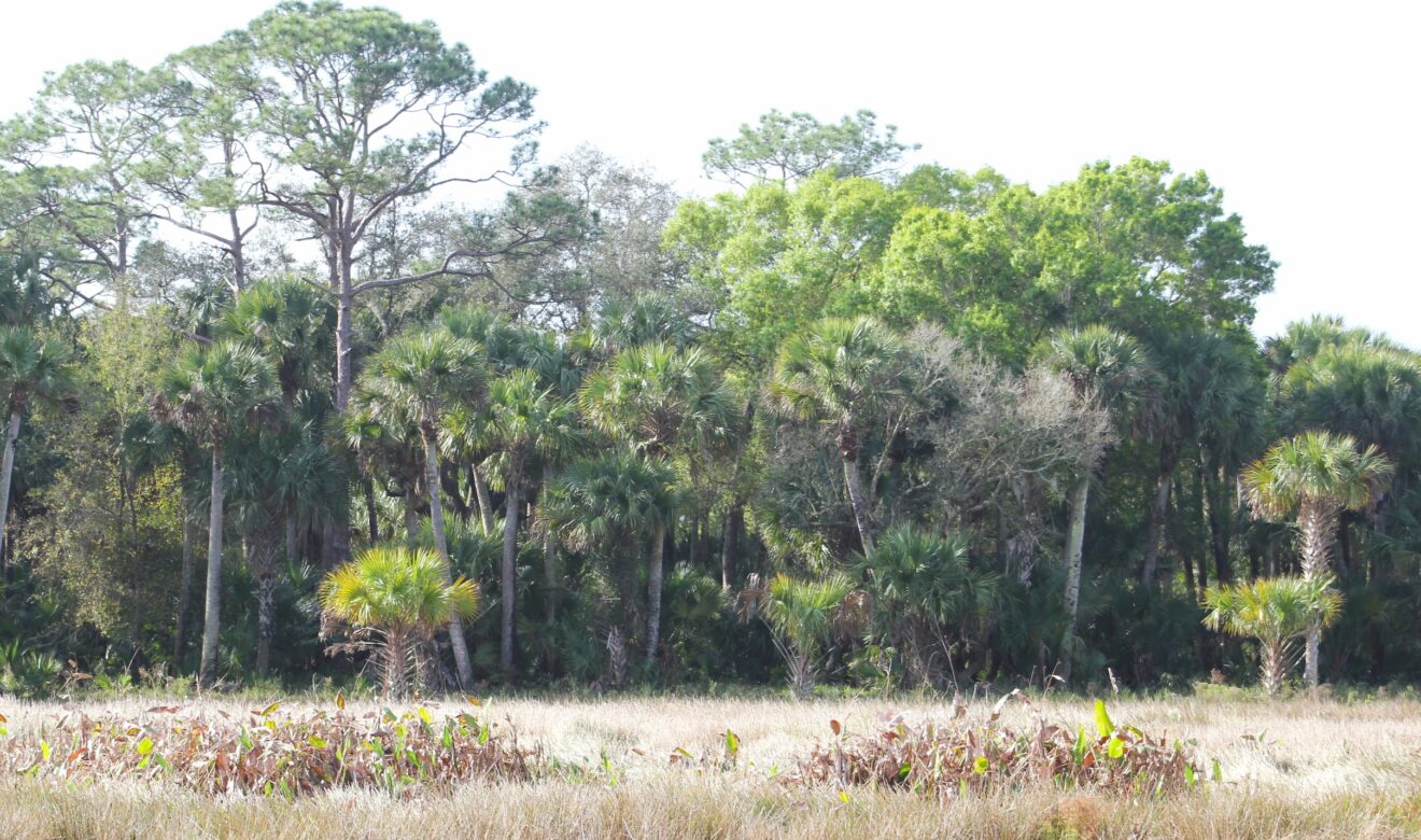 Pines, Oaks, and Cabbage Trees