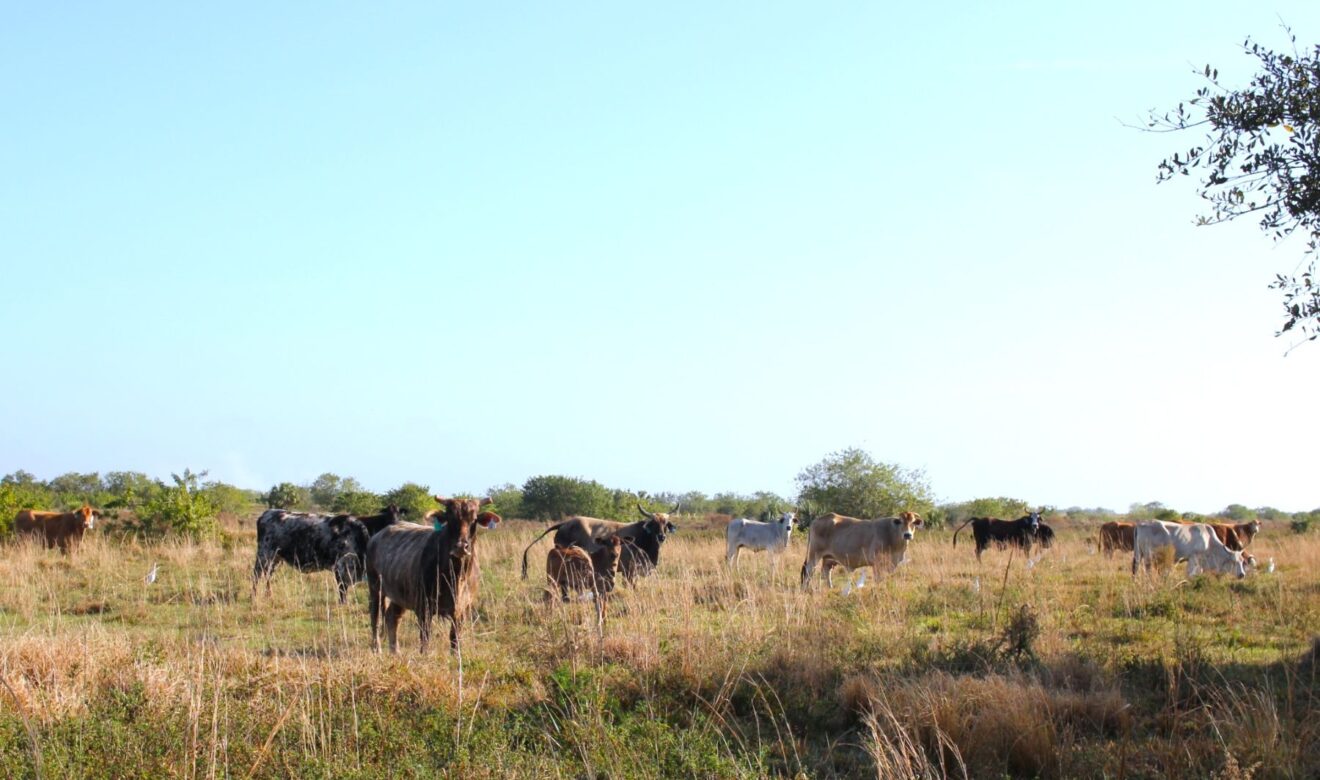 Cattle on Property