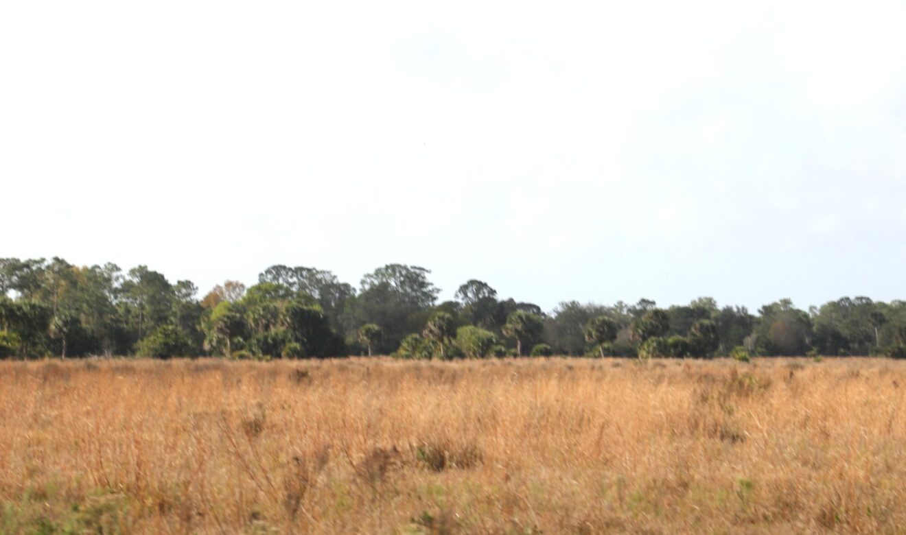 Open Pasture