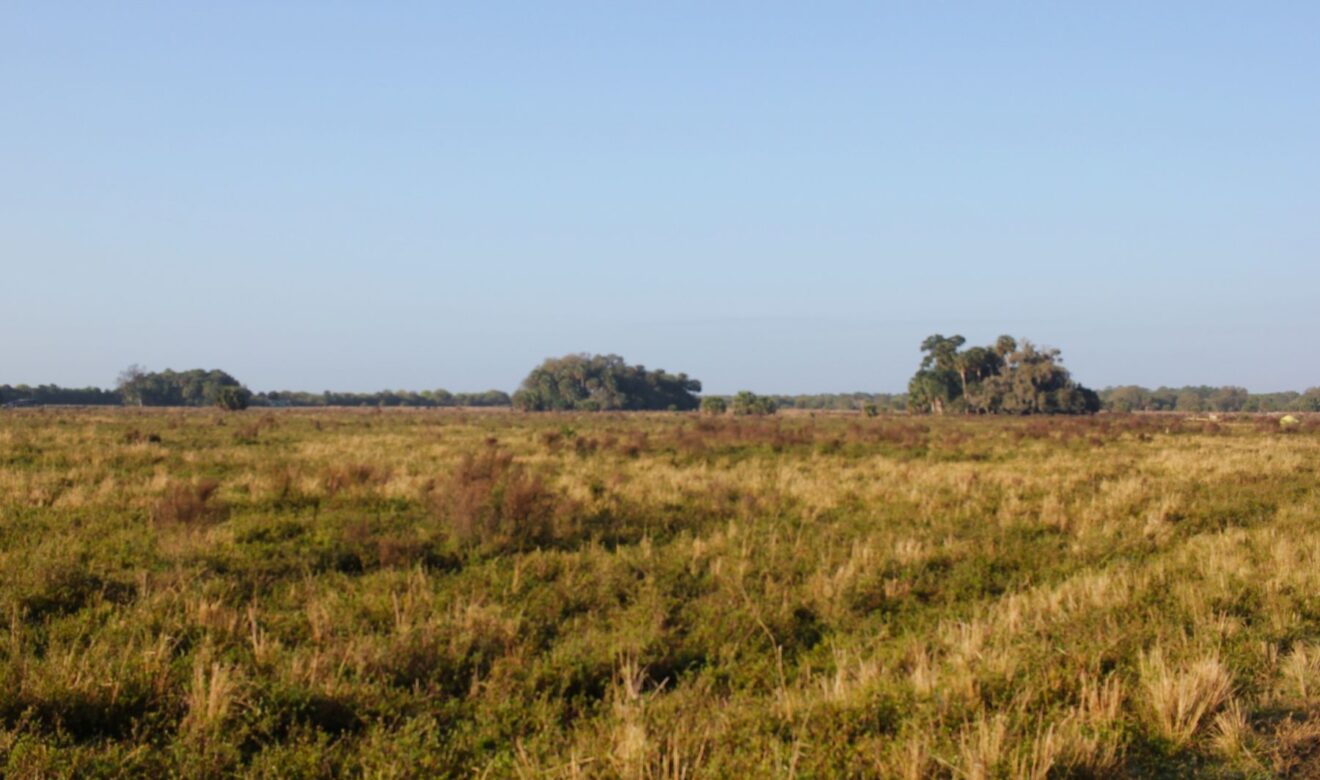 Open Pastures