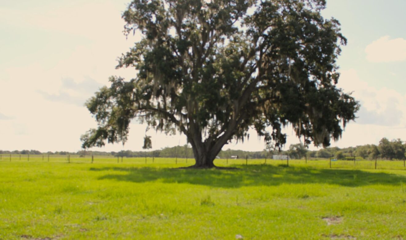 Large Oaks in Pasture