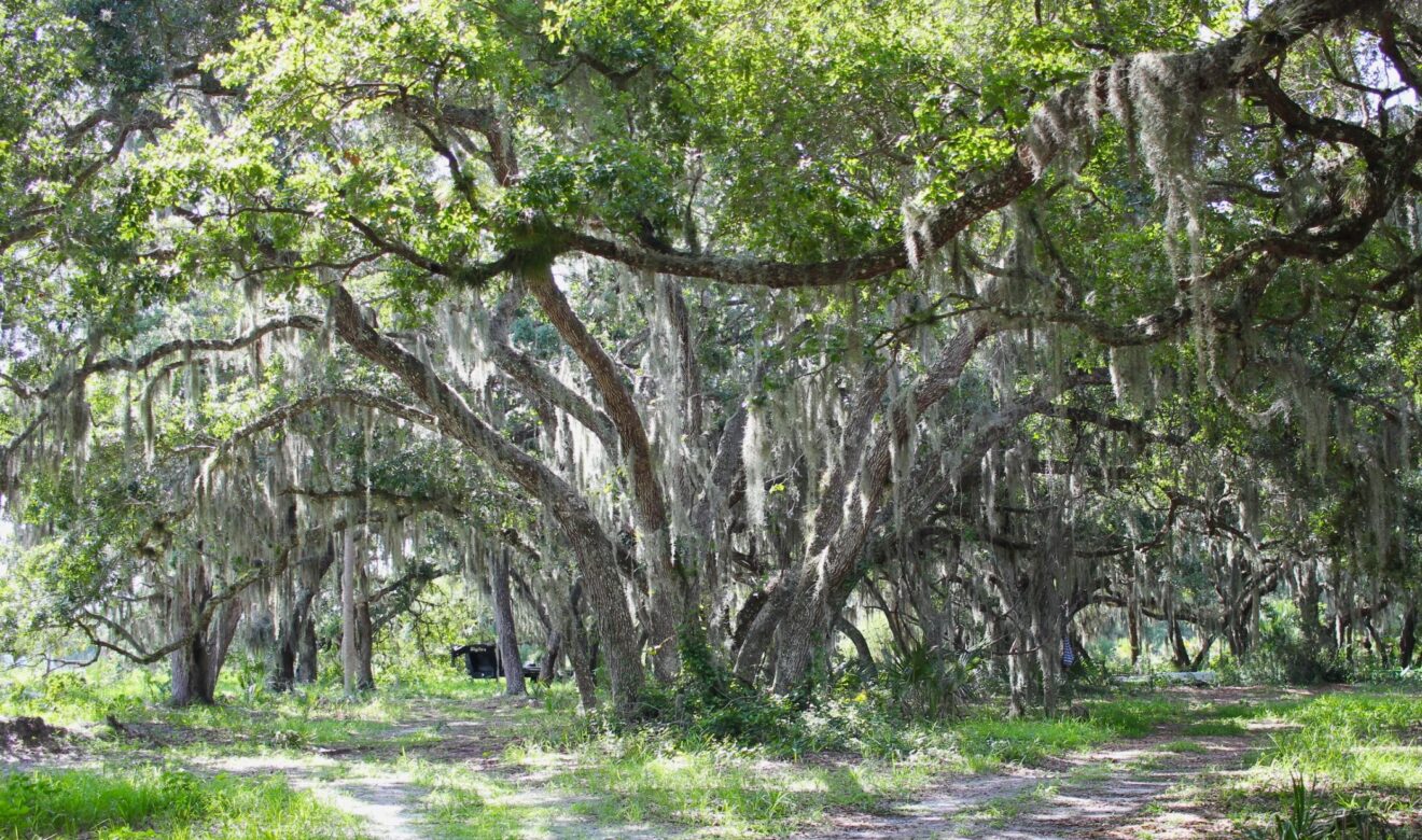 Small Oaks on Back of Property