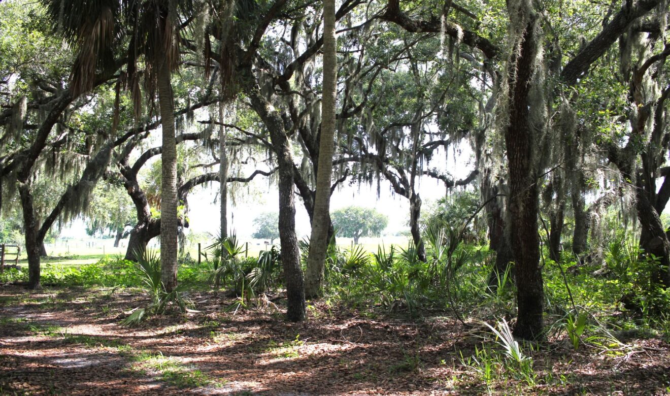 Oaks on Backside of 44 acres