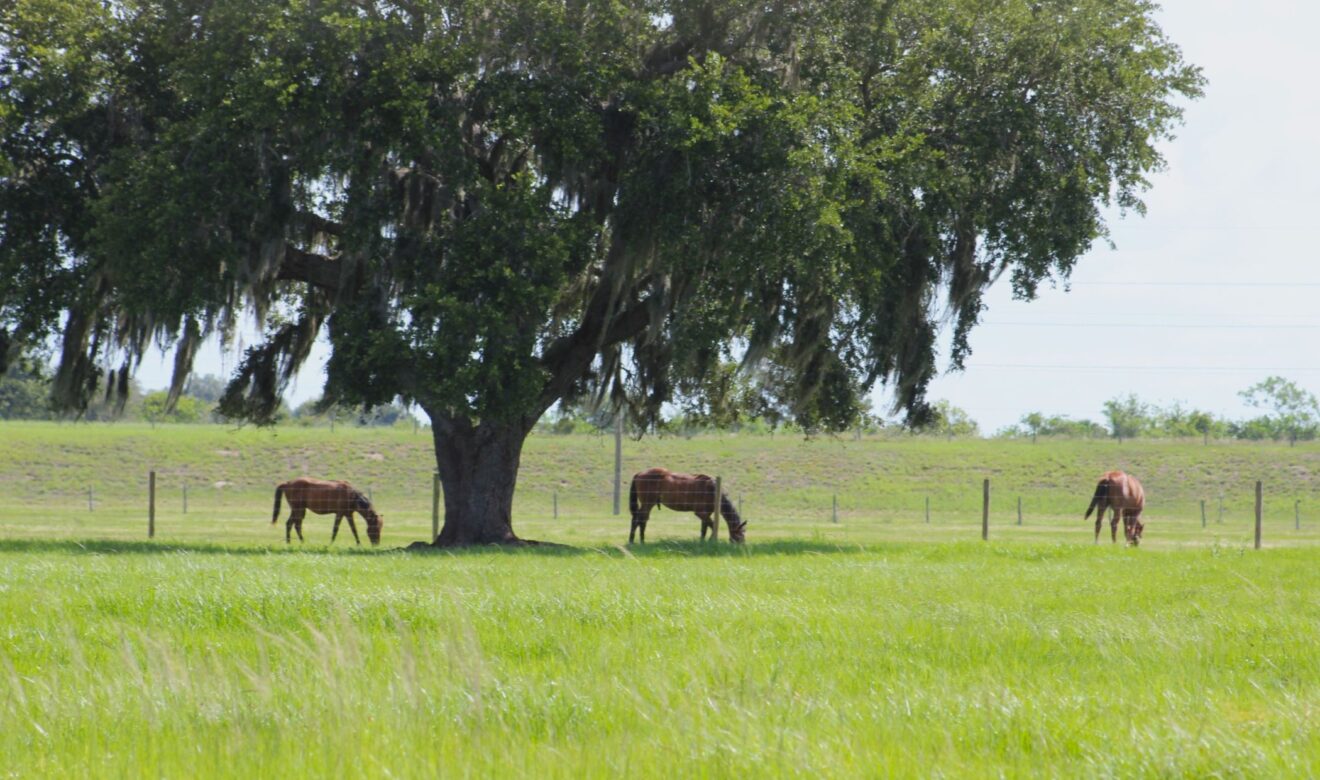 Four Horse Pasture