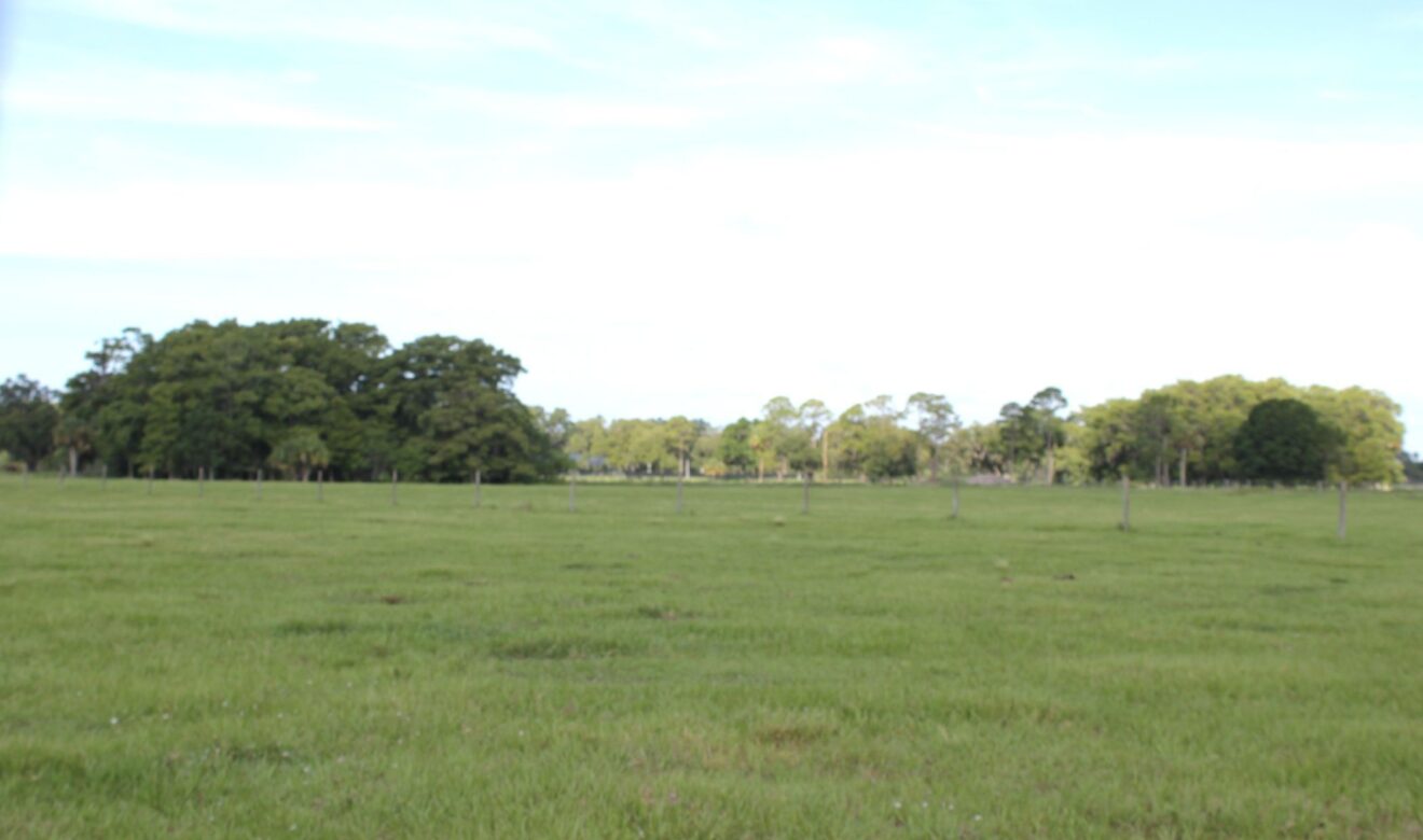 Open Pasture with Cypress Head 
