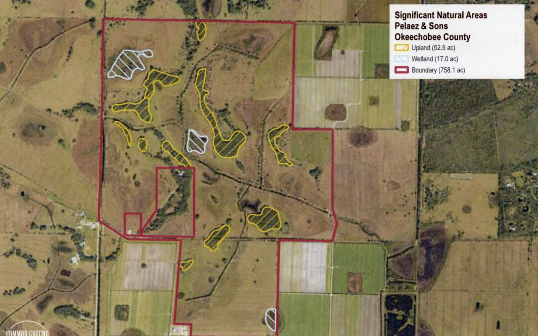 Willaway Ranch – UNDER CONTRACT